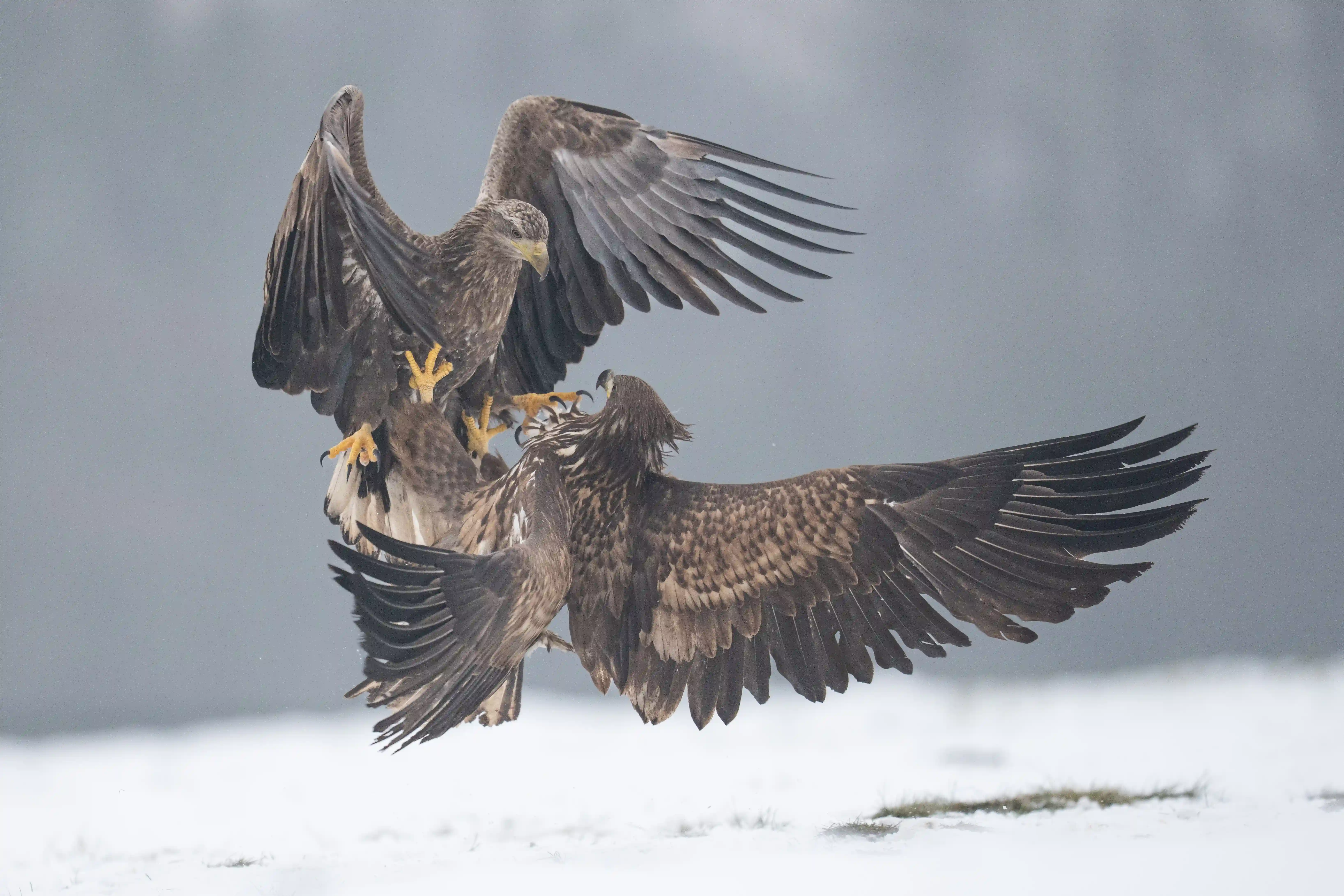 Warmia Elite Wildlife Photography